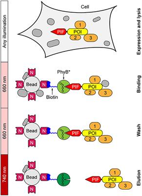 Light-Controlled Affinity Purification of Protein Complexes Exemplified by the Resting ZAP70 Interactome